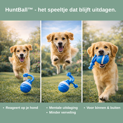 Geen verveelde hond meer in huis – laat hem zichzelf moe spelen
