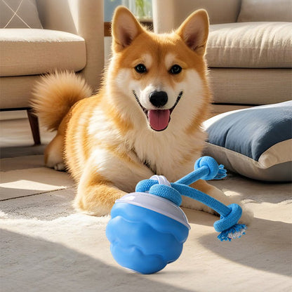 Geen verveelde hond meer in huis – laat hem zichzelf moe spelen