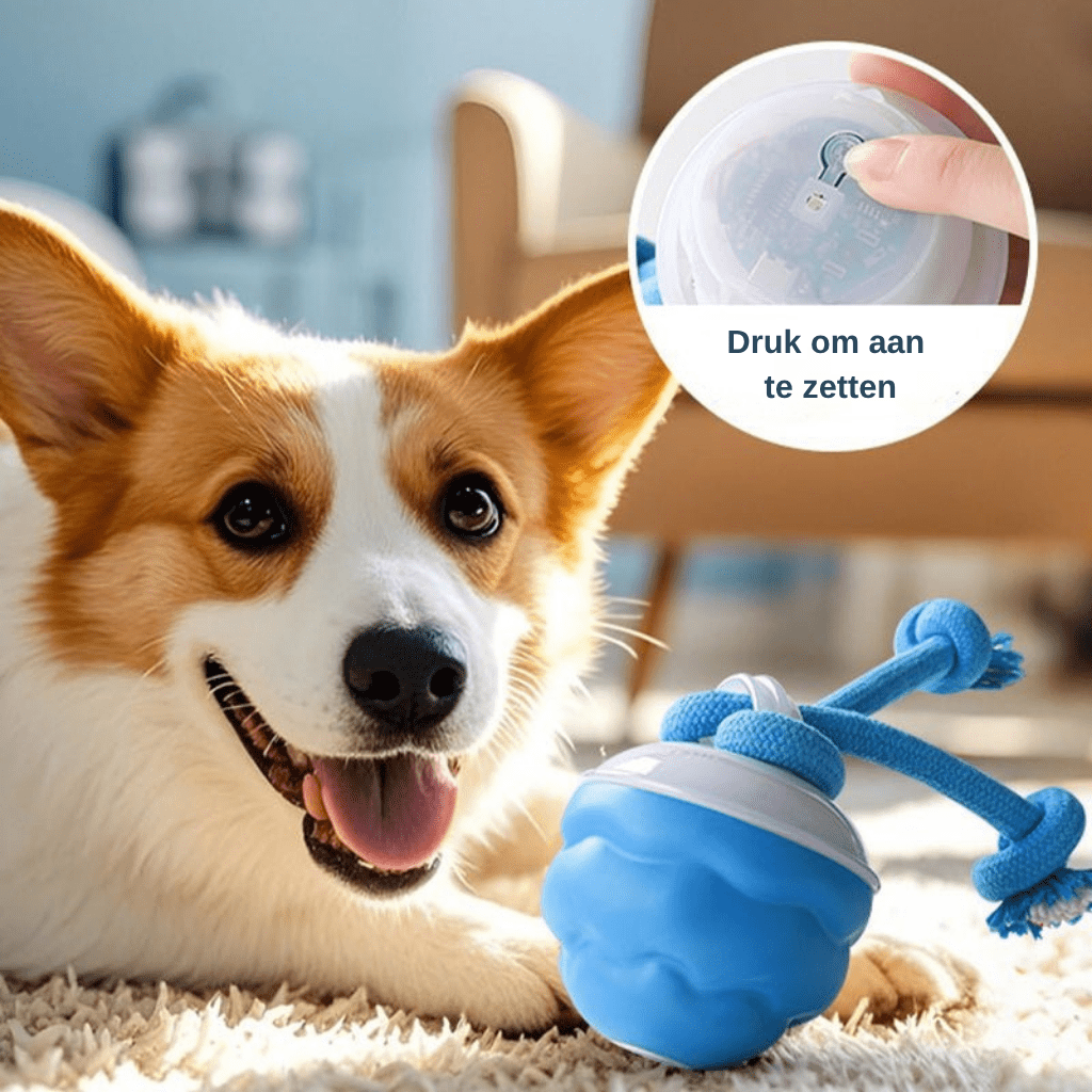 Geen verveelde hond meer in huis – laat hem zichzelf moe spelen