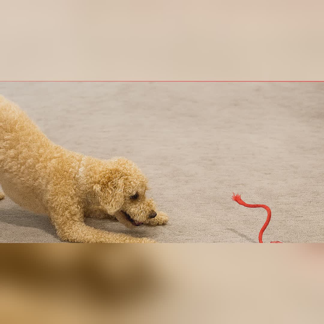 WiggleTail™ Interactieve Speelbal | Houdt je hond actief en blij — ook als jij even weg bent