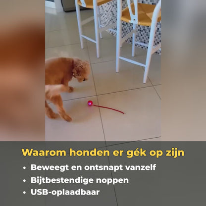 WiggleTail™ Interactieve Speelbal | Houdt je hond actief en blij — ook als jij even weg bent